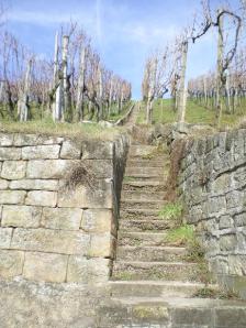 Vineyard at Esslingen, Germany